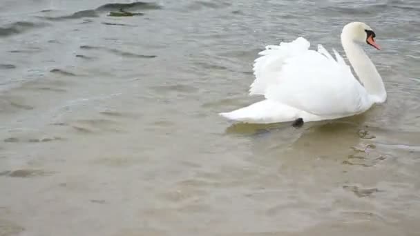 Cisne pássaro lago água
 - Filmagem, Vídeo