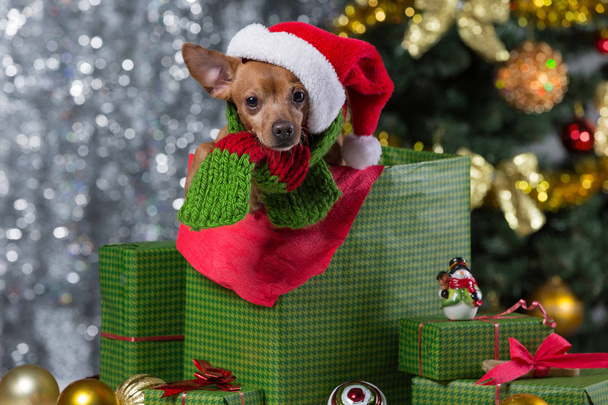 un cane marrone in un cappello di Babbo Natale si siede in una scatola regalo su uno sfondo di un bokeh sfocato
 - Foto, immagini