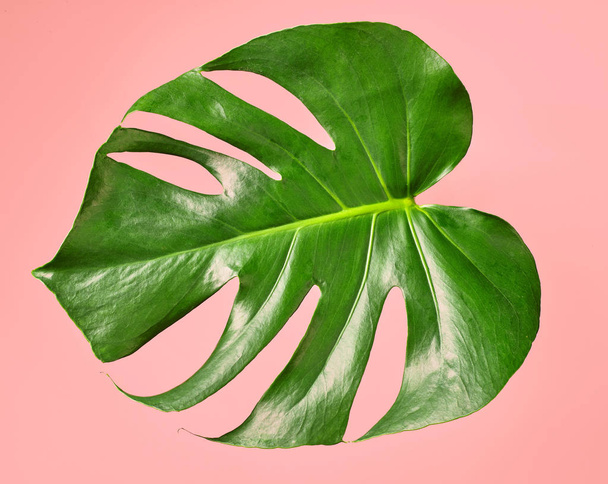 green tropical leaf - Φωτογραφία, εικόνα