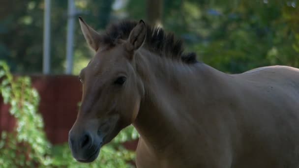 Um belo cavalo marrom fica ao ar livre em um zoológico no verão
 - Filmagem, Vídeo