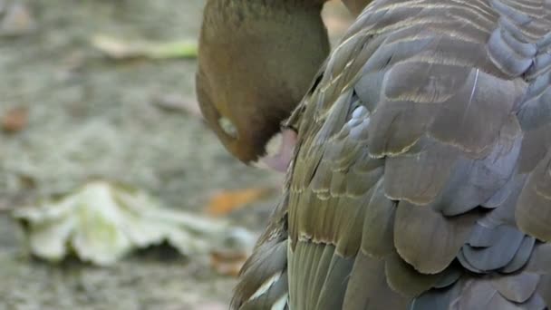 Een zwarte gans reinigt haar veren actief aan de oever van een meer in de zomer - Video