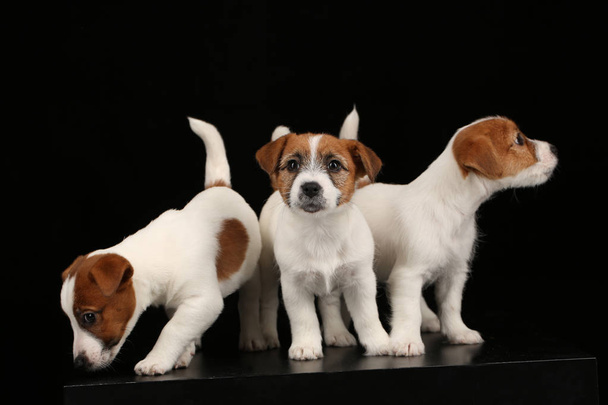 Three funny small dogs. Black background - Photo, Image