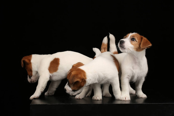 Pequeno Jack Russell Terriers. Fundo preto
 - Foto, Imagem