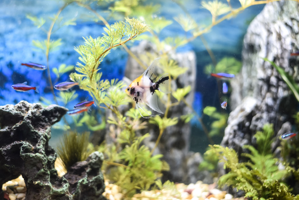 wunderschönes Aquarium voller Fische - Foto, Bild