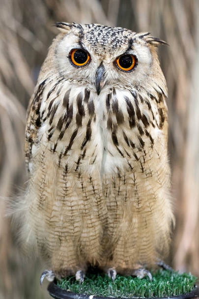 Owl on hand in farm - Fotoğraf, Görsel