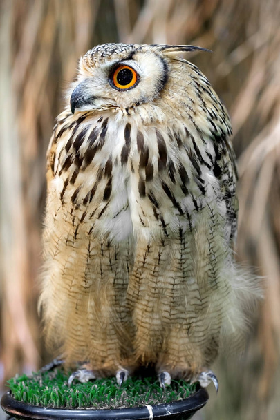 Owl on hand in farm - Foto, Imagem