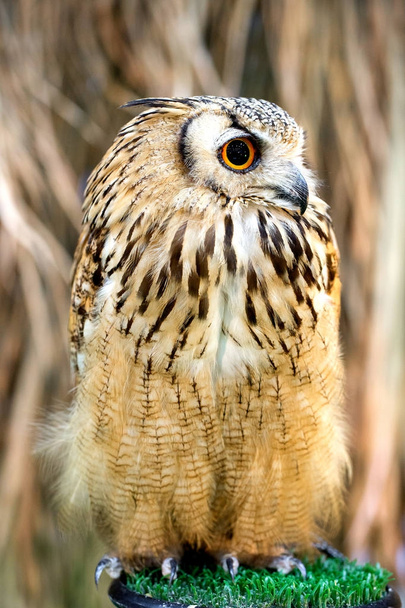 Owl on hand in farm - Fotoğraf, Görsel