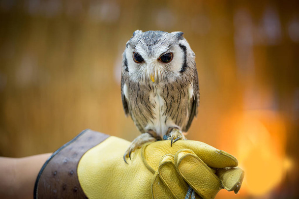 Owl on hand in farm - Photo, Image