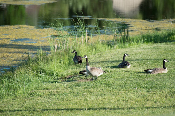 Canadian geese by water - Foto, imagen