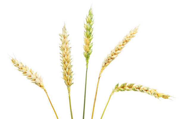 Уши пшеницы
 - Фото, изображение
