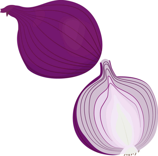 Whole red onion and half of onion isolated on white - Vektori, kuva
