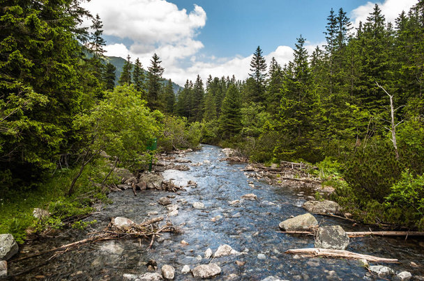 Mountain river in the valley and evergreen pine forest in mountains, landscape - Фото, изображение