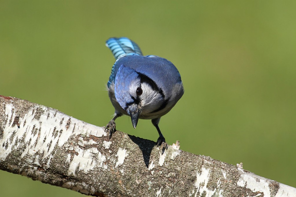 Blue Eichelhäher (corvid cyanocitta)) - Foto, Bild