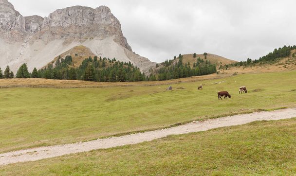 Niektóre krowy na pastwisku w Val di Funes w Włochy - Zdjęcie, obraz