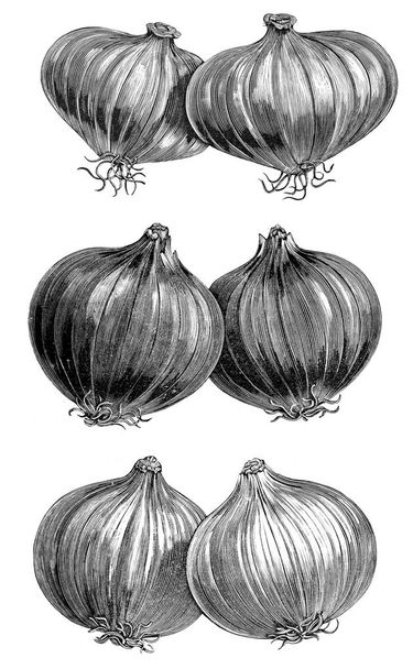 Illustration of vegetables. Onion - Photo, Image