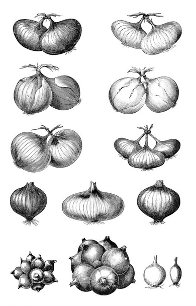Illustration of vegetables. Onion - Photo, Image