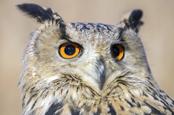 owl eye detail close up macro - 写真・画像