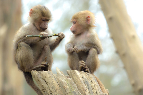 Dos babuino bebé lindo sentado en una madera y jugando
 - Foto, imagen