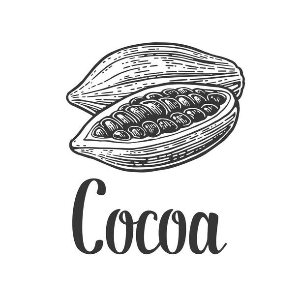 Fruits of cocoa beans. Vector vintage engraved illustration - Vector, afbeelding