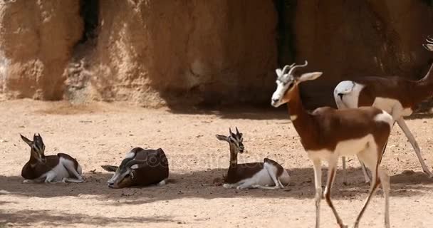 Thomsons Gazelle - Filmmaterial, Video