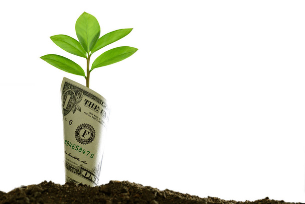 Image of bank note with plant growing on top for business, saving, growth, economic concept isolated on white background - Photo, Image
