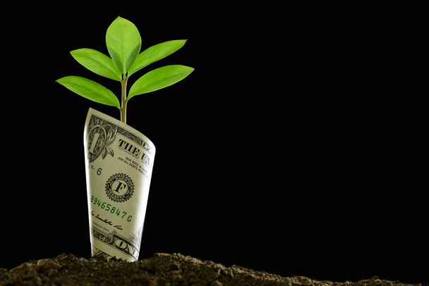 Image of bank note with plant growing on top for business, saving, growth, economic concept on black background - Photo, Image