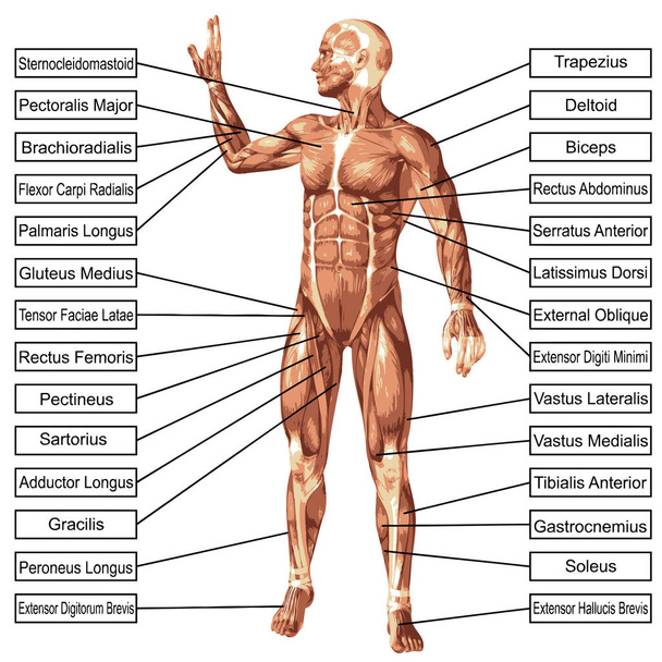 άνθρωπος με τους μυς και κείμενο - Φωτογραφία, εικόνα