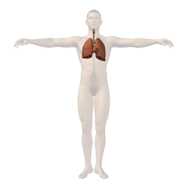 Anatomía humana conceptual 3D
  - Foto, imagen
