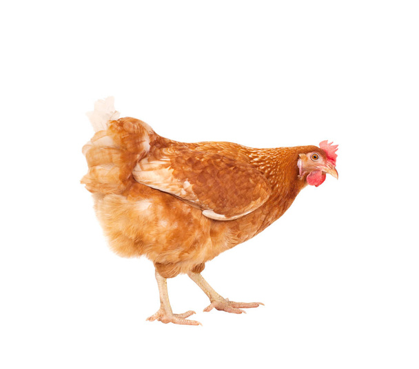 full body of brown chicken ,livestok isolated white backgorund - Photo, Image