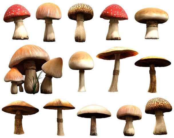 eine Auswahl von Pilzen 3D-Illustration - Foto, Bild