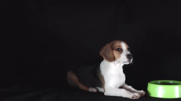 Cachorro sentado con cuenco
 - Imágenes, Vídeo
