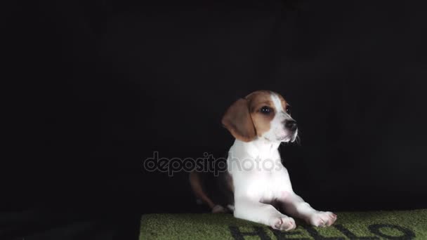 Puppy Sitting on Doormat - Footage, Video