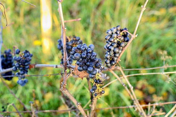 Vista ravvicinata delle uve in autunno dopo la vendemmia, maturazione su vino ghiacciato. Macro immagine di uva a bacca blu
. - Foto, immagini