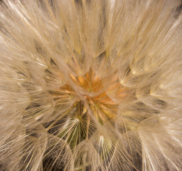 Dandelion flower with seeds ball close up. Brown background. fou - Photo, Image