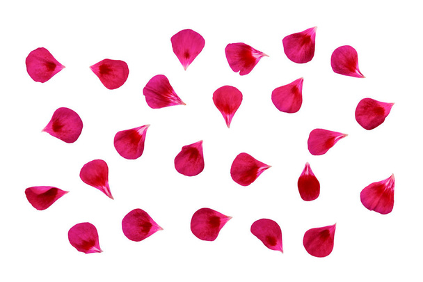 Pink petals set isolated on white background - Photo, Image