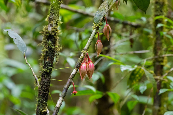 Closeup flores de Goniothalamus roseus no Mt. Parque nacional de Kinabalu
 - Foto, Imagem
