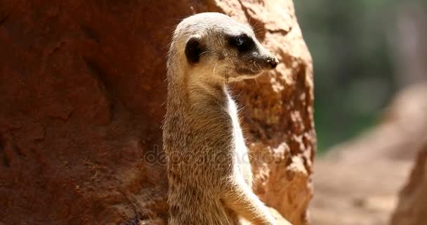 slow motion meerkat on nature - Footage, Video
