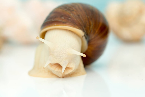 Giant snail Achatina is the largest land mollusk on Earth - Φωτογραφία, εικόνα