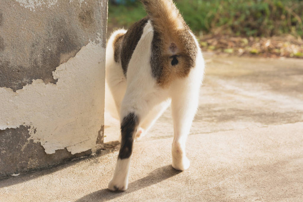 Portret van een kat lopen op de grond in Thailand. - Foto, afbeelding