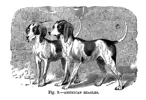 Les chiens de Grande-Bretagne, d'Amérique et d'autres pays. Par Walsh, 1810-1888
  - Photo, image