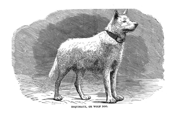 De honden van Groot-Brittannië, Amerika en andere landen. Door Walsh, 1810-1888  - Foto, afbeelding