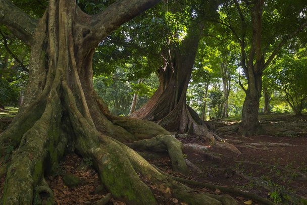 Délkelet-ázsiai trópusi dzsungel - Fotó, kép