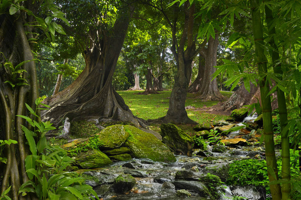 Délkelet-ázsiai trópusi dzsungel - Fotó, kép
