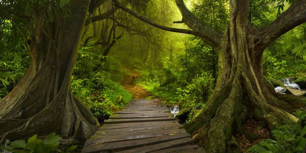 Kaakkois-Aasian trooppinen viidakko
 - Valokuva, kuva
