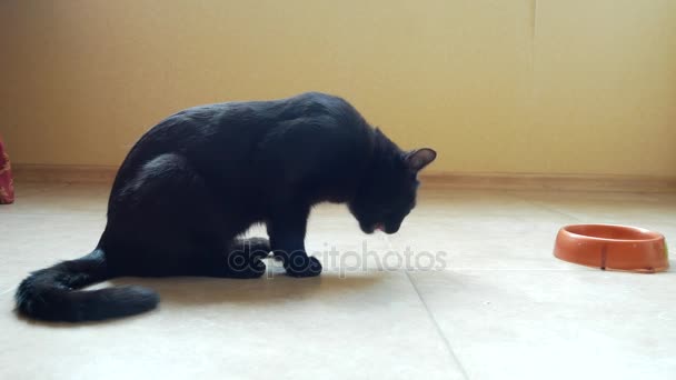 zwarte kat eet rauwe kip poot en hoofd. 4k, close-up - Video