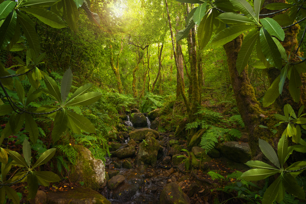 Southeast Asian tropical jungle - Photo, Image