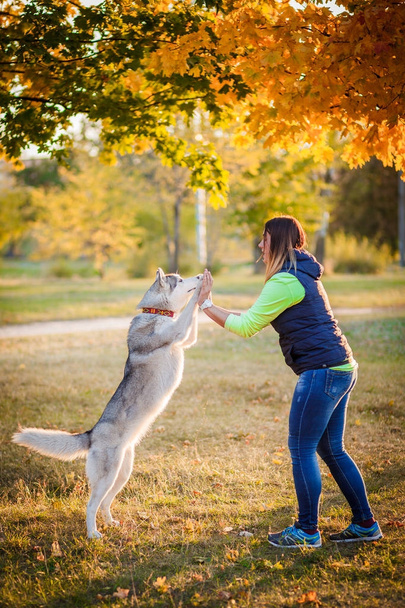 Young girl play with Siberian husky - 写真・画像