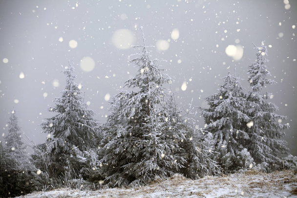 Bäume bedeckt mit Raureif und Schnee im Winter Berge - chri - Foto, Bild