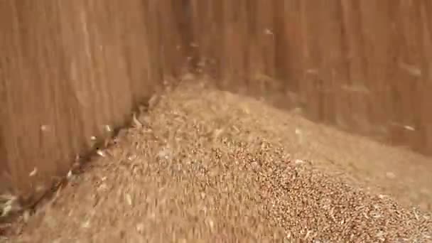 De grãos de trigo close-up
. - Filmagem, Vídeo