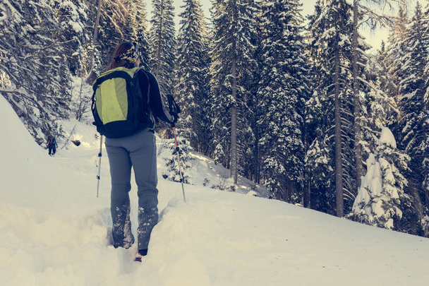Туристка, гуляющая в зимнем лесу
. - Фото, изображение